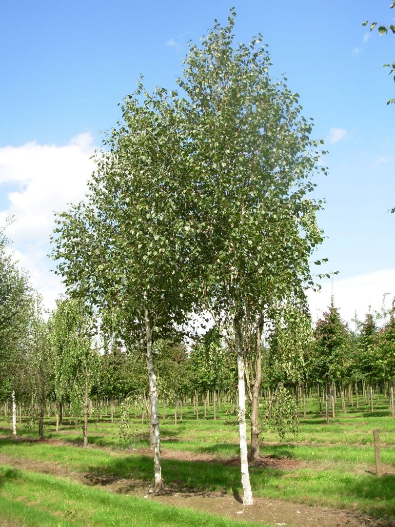 Betula utilis var. jacquemontii 'Doorenbos'